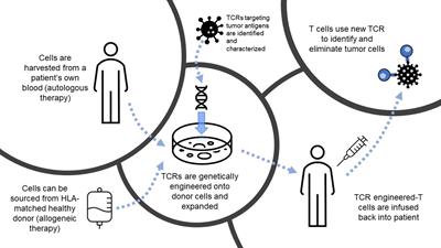 Overcoming current challenges to T-cell receptor therapy via metabolic targeting to increase antitumor efficacy, durability, and tolerability